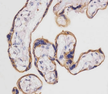 IHC testing of FFPE human placental tissue with SLC3A2 antibody. HIER: steam section in pH6 citrate 