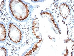 IHC staining of FFPE human colon tissue with GLG1 antibody (clone GLG1/4830).