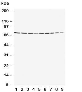 Annexin VI Antibody