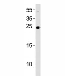 LIN28A Antibody