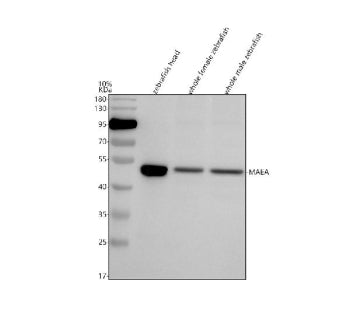 Western blot analysis of MAEA protein using Zebrafish Maea antibody and 1) zebrafish head, 2) whole 