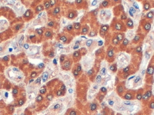 IHC testing of FFPE human liver with Syntenin 2 antibody at 4ug/ml. HIER: steamed with pH6 citrate b