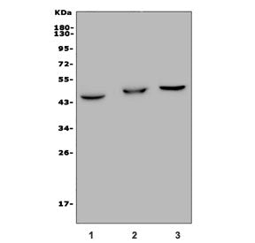 Western blot testing of 1) rat liver, 2) mouse liver and 3) mouse kidney lysate with GPBAR1 antibody