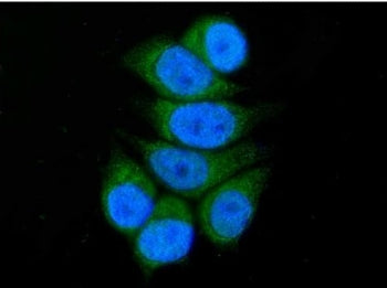 Immunofluorescent staining of FFPE human MCF7 cells with ACADSB antibody (green) and DAPI nuclear st