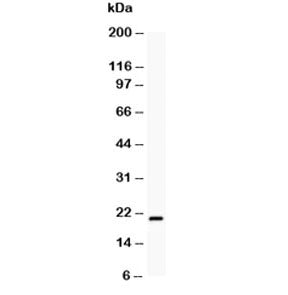 Western blot testing of human HeLa cell lysate with Bcl2L2 antibody at 0.5ug/ml. Predicted molecular