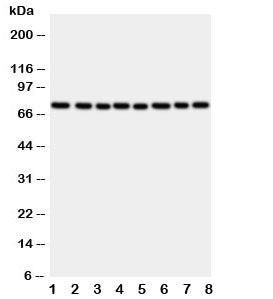 CYPOR Antibody