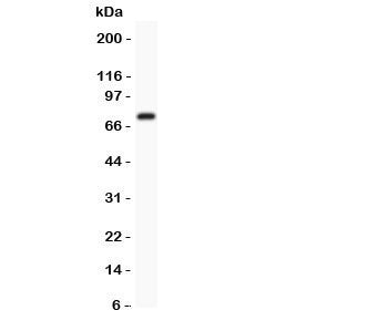 Kv4.3 Antibody