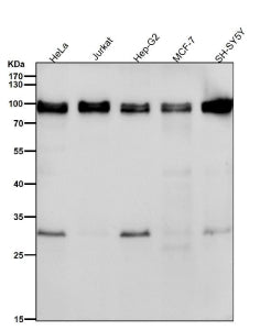 Western blot testing of human samples using the UBTF antibody at 1:1000 dilution for 1 hour at room 