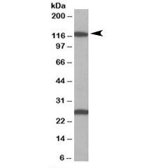 Importin 7 Antibody