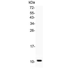 Western blot testing of recombinant rat Gro alpha protein with Gro alpha antibody at 0.5ug/ml. Predi