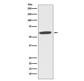 Western blot testing of human MCF7 cell lysate with CYBB antibody. Predicted molecular weight ~65 kD