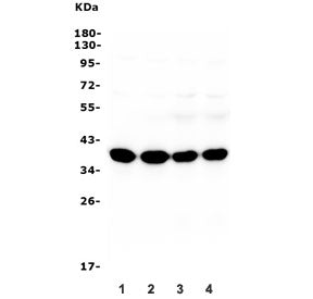 Western blot testing of rat brain (lanes 1-2) and mouse brain (lanes 3-4) lysate with Synaptophysin 