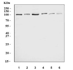 Western blot testing of 1) human HeLa, 2) human Jurkat, 3) human K562, 4) monkey COS-7, 5) rat liver