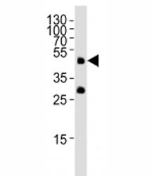Pou5f1 Antibody
