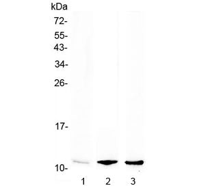 NAP-2 Antibody / CXCL7 / PPBP