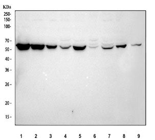 Western blot testing of 1) human A549, 2) human MCF7, 3) human HeLa, 4) human U-2 OS, 5) human U-251