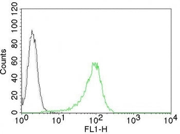 Human Nuclear Antigen Antibody