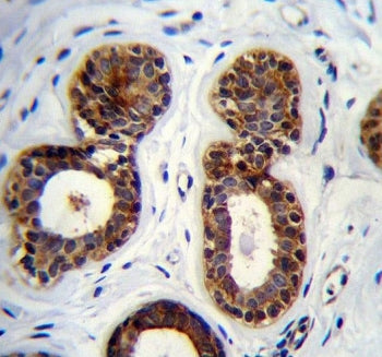 IHC testing of FFPE human breast tissue with QTRTD1 antibody. HIER: steam section in pH6 citrate buf