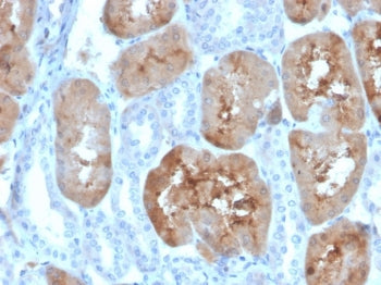 IHC staining of FFPE human kidney tissue with FABP1 antibody (clone FABP1/4519). HIER: boil tissue s