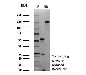 SDS-PAGE analysis of purified, BSA-free recombinant PAX6 antibody (clone rPAX6/9324) as confirmation