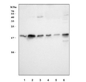 PC4 Antibody / Positive cofactor 4