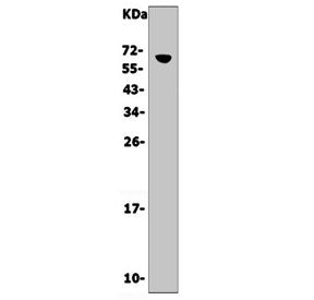 Cd16 Antibody