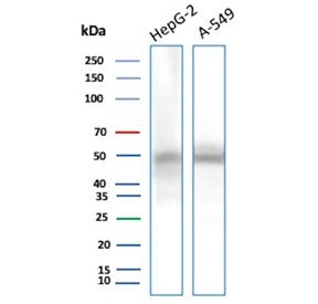 Western blot testing of human 1) HepG2 and 2) A549 cell lysate with NSE gamma antibody (clone ENO2/9
