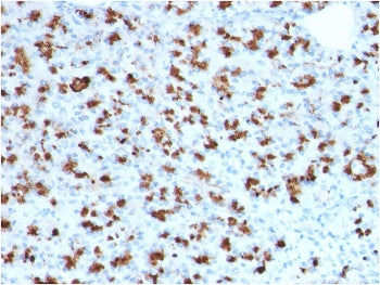 IHC staining of FFPE human pancreas with BARX1 antibody (clone BARX1/2760). HIER: boil tissue sectio