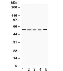 KCNA3 Antibody / Kv1.3