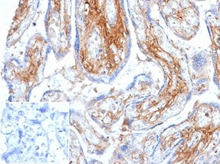 IHC staining of FFPE human placental tissue with Decorin antibody (clone DCN/6289) at 2ug/ml. Negati