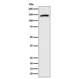 Western blot testing of human U-87 MG cell lysate with CDH10 antibody. Predicted molecular weight ~8