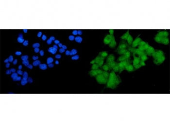 SOX18 Antibody
