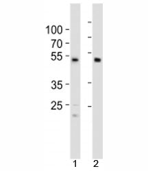 SOX7 Antibody