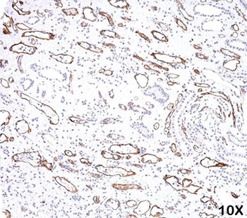 C4d / Complement 4d Antibody