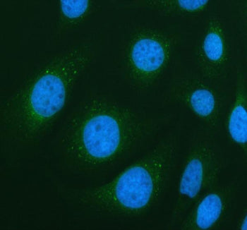 Immunofluorescent staining of PIK3C2A using anti-PIK3C2A antibody (green). PIK3C2A was detected in a
