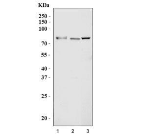 Western blot testing of 1) human HeLa, 2) ThP-1 and 3) mouse lung tissue lysate with AHRR antibody. 