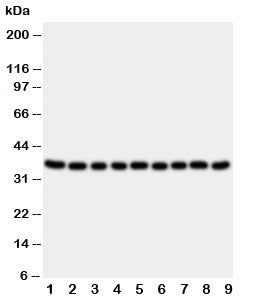 Kallikrein 10 Antibody