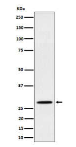 Western blot analysis of PSMB10 expression in human Raji cell lysate. Predicted molecular weight ~29