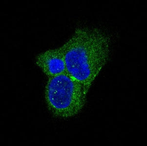 Immunofluorescent staining of FFPE rat PC-12 cells with Tyrosine Hydroxylase antibody (green) and DA