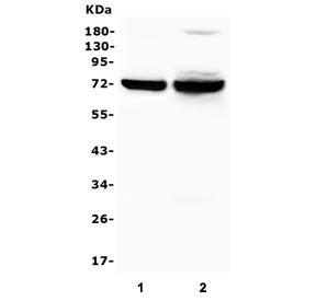 Western blot testing of human 1) placenta and 2) ThP-1 lysate with SYK antibody. Predicted molecular