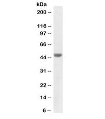 Western blot testing of human colon lysate with biotinylated Cytokeratin 20 antibody at 1ug/ml. Pred