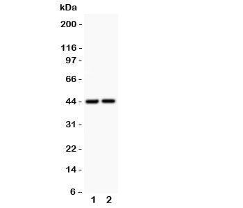 Western blot testing of RUNX3 antibody and 1. rat liver and 2. mouse liver. Predicted molecular weig