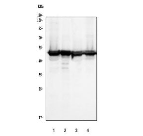 RCC1 Antibody / Regulator of Chromosome Condensation