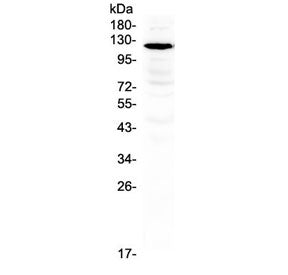 Western blot testing of rat brain lysate with GRIN1 antibody at 0.5ug/ml. Predicted molecular weight