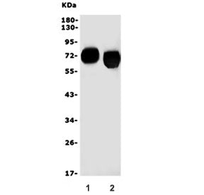 Western blot testing of 1) rat kidney and 2) mouse kidney lysate with SLC1A1 antibody. Expected mole