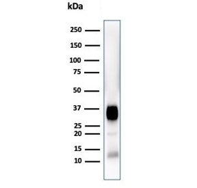 CD7 Antibody