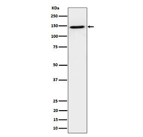 Western blot analysis of TAF3 expression in human HeLa cell lysate using TAF2 antibody. TAF3 antibod