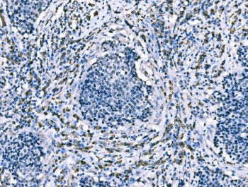 CD101 Antibody