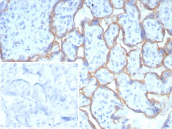 IHC staining of FFPE human placental tissue with PD-L1 antibody (clone PDL1/8408R). HIER: boil tissu