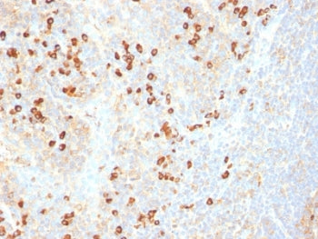 IHC: Formalin-fixed, paraffin-embedded human tonsil stained with Plasma cell Marker antibody (SPM310